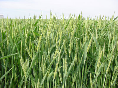 WINTER WHEAT EARLY GROWTH STAGING MANAGEMENT